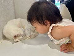 -琪喵猫屋·撸猫猫咖·猫舍