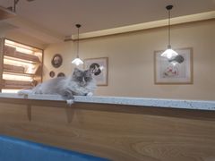 -滚猫咖啡·猫咖·猫友好撸猫(未来城店)