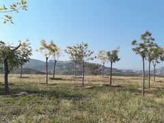 -天下黄河第一湾