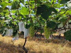 -马陆小张葡萄园农家乐