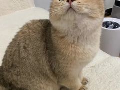 -凯瑞希宠物医院·狂犬免疫·微创·皮肤科