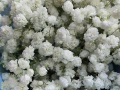 -循礼门鲜花花市(武汉循礼门店)