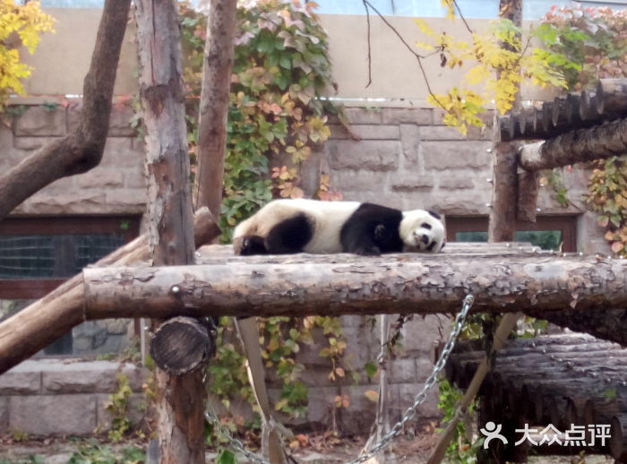 北京動物園-圖片-北京景點/周邊遊-大眾點評網