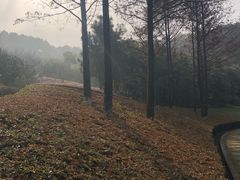 -铁山坪森林公园