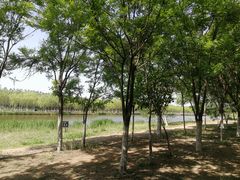 -西青郊野公园