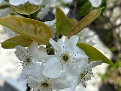 -云里小坐·小院里·团建·宴请·下午茶(三圣乡店)
