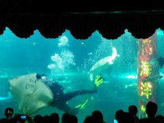 android_upload_pic-洛阳龙门海洋馆