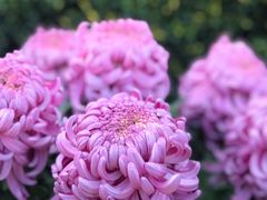 -CoCo都可(惠山古镇店)