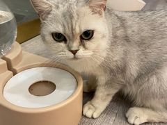 -BABIT巴比特宠物(MOMOPARK店)