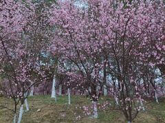 -八大山人梅湖景区