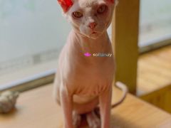 -猫的茶·猫咖