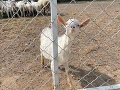 -大连铭湖国际观光牧场