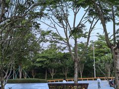 -王借岗森林公园