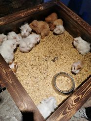 -酷嗒动物文化乐园(cutezoo西溪乐天城店)