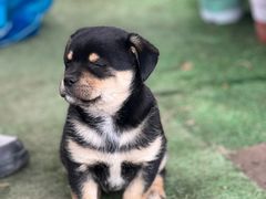 -龙大花卉苗木市场