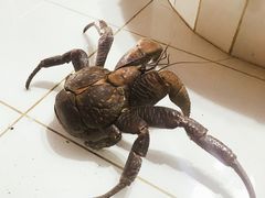 -海盗餐厅