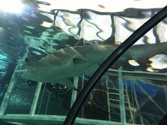 -悉尼海洋生物水族馆