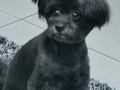 -佳雯宠物医院(金华南路分院)