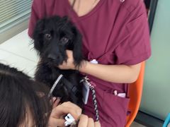 -纳吉亚猫专科动物医院博雅分院