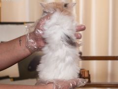 -小猫来了·猫舍(红山六九七九店)