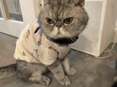 -楼上猫咖(罗湖店)