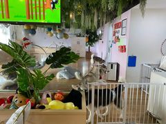 -Husky Go! 哈士奇体验馆·宠物咖啡厅狗咖