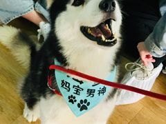 -Husky Go! 哈士奇体验馆·宠物咖啡厅狗咖