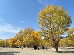 -金塔沙漠胡杨林景区