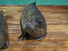 -锦艺城海洋馆