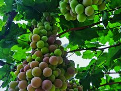 -金谷域澳洲庄园