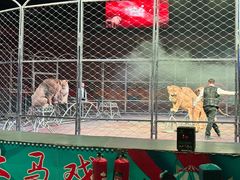 -俄罗斯国家大马戏团