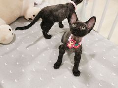 -十年猫舍·猫咪专门店(普陀店)
