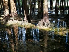 -桤木河湿地公园