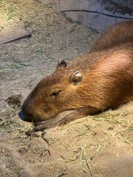 -Zoolung Zoolung动物主题公园(海信广场店)