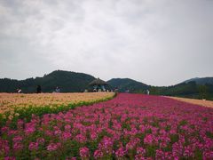 -径山花海
