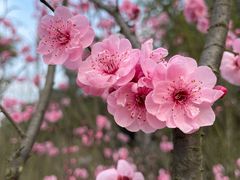 -铁山坪森林公园