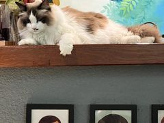 -咖法森林·咖啡  酒吧(天河店)