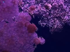-珠海长隆海洋王国