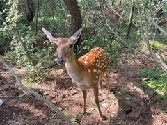 -大连森林动物园