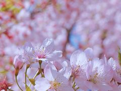 -顾村公园