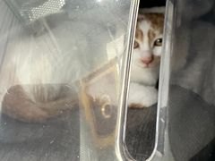 -美美宠物诊疗中心·异宠·骨科(滨江东信分院)