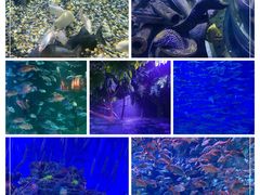 -成都浩海立方海洋公园