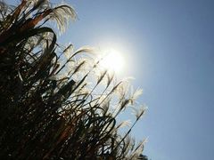 -长兴太湖图影湿地文化园