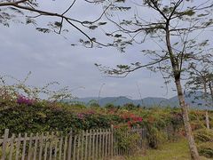 -亚龙湾国际玫瑰谷