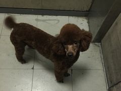 -瑞派·关忠动物医院·异宠专科·犬猫肿瘤·皮肤专科(望京店)