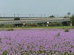 -白鹭湾湿地公园