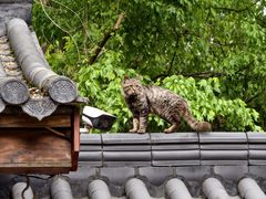 -灵顺寺