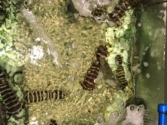 -Isla Sugbu Seafood City