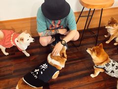 -豆柴町-柴犬主题狗咖(红鼎国际C座店)