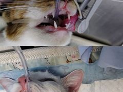 -关爱宠物医院·猫科中心·消化科(滨湖万达分院)